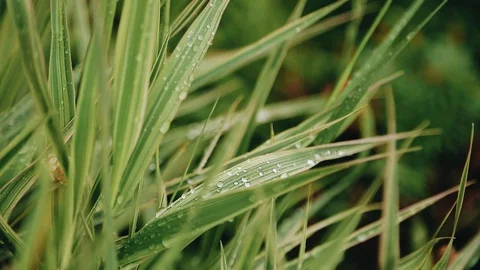 Beautiful grass with dew on it. Very beautiful. The wind blows Stock Footage 120958058