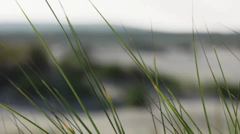 Beautiful grass at the dunes. Video stock 43993745