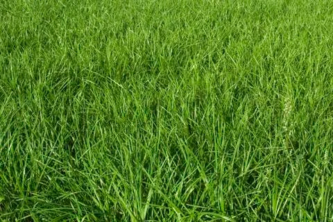 Beautiful grass field texture Stock Photos