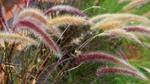 Beautiful grass flower. Stock Footage 143714433