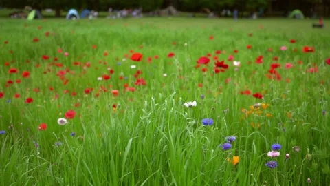 Beautiful grass flower Stock Footage 198517632