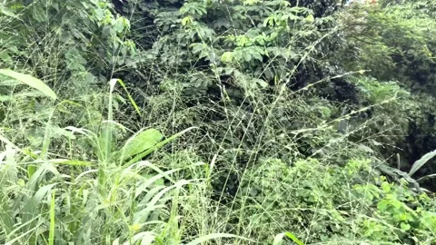 Beautiful grass flowers with forest tree background Stock Footage 225854826
