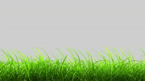 Beautiful grass frame animation Vídeo Stock 864908