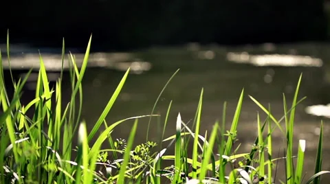 Beautiful grass at a lake. Video stock 41816360