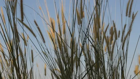 Beautiful grass movement Stock-Footage 197586282