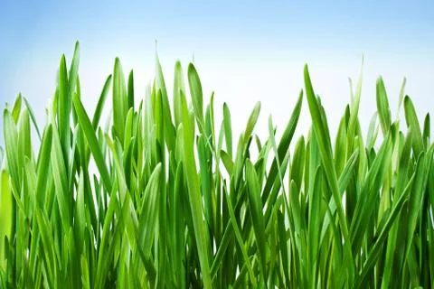 Beautiful grass Stock Photos