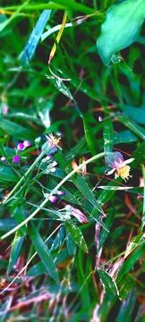 Beautiful grass Stock Photos