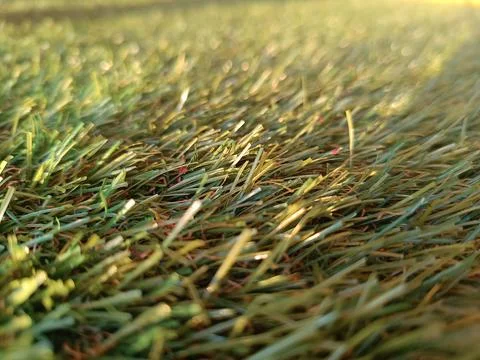 Beautiful grass Stock Photos