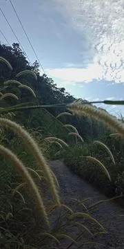 Beautiful Grass Stock Photos