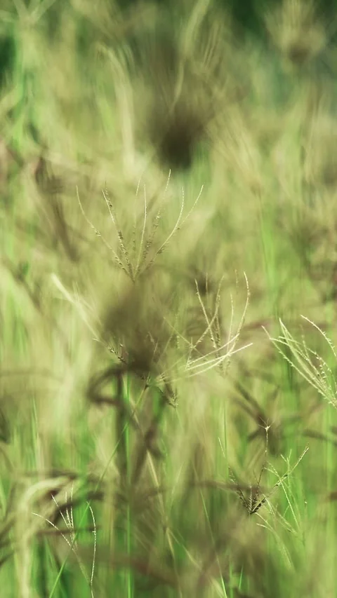 Beautiful grass shot background Stock Footage 296480746