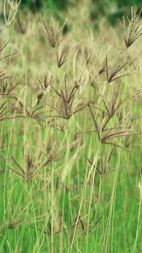 Beautiful grass shot background Stock Footage 296480747