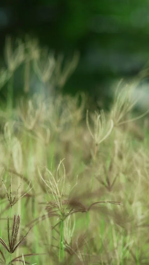 Beautiful grass shot background Stock Footage 296480749