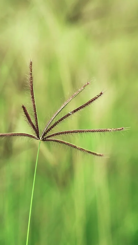 Beautiful grass shot background Stock Footage 296480750