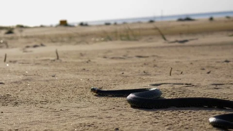 Beautiful grass snake on a beach Stock Footage