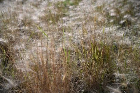 Beautiful grass with sunlight; Process in soft sun light style; grass with th Stock Photos