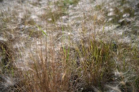 Beautiful grass with sunlight; Process in soft sun light style; grass with th Stock Photos