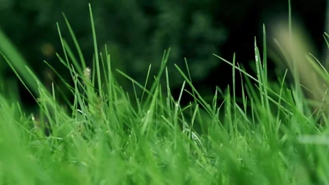The beautiful grass swayed in the wind Stock Footage 259122898