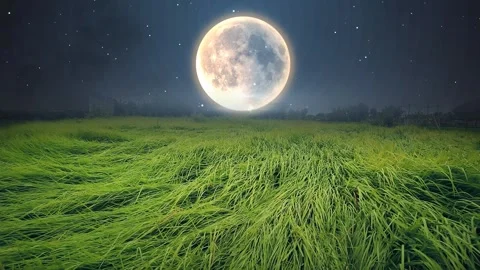 Beautiful grass under the moonlight Stock Footage 299714202