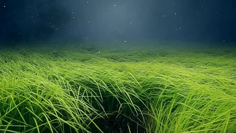 Beautiful grass under the moonlight Stock Footage 299730740