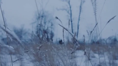 Beautiful grass under the snow. Stock Footage 73623483