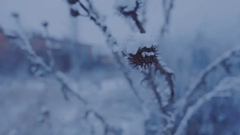 Beautiful grass under the snow. Video stock 73635132