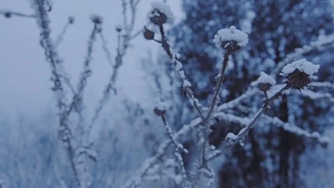 Beautiful grass under the snow. Stock Footage 73635319