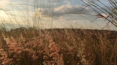 Beautiful grass waving in the soft wind in the afternoon Stock Footage