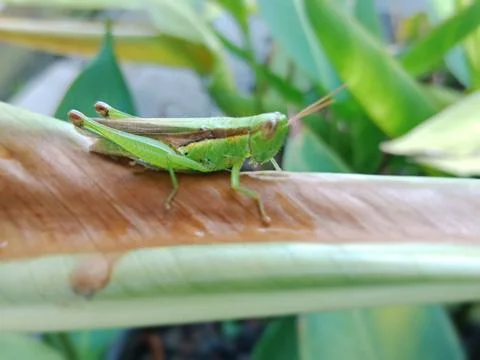 Beautiful Grasshopper Stock Photos