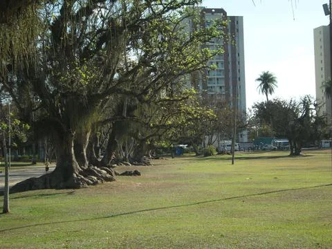 Beautiful Grassy Field Big Root Trees Stock Photos