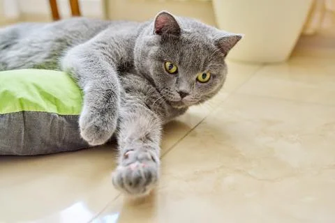 Beautiful gray british cat lying resting on the floor at home Stock Photos