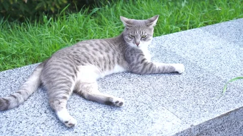 A beautiful gray cat basks in the sun lying on a granite parapet against a backg Stock Footage 250266285