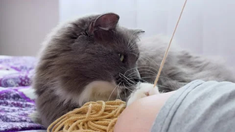 A beautiful gray cat bites a thread with a ball, clutching its paws into a Stock Footage 166090162