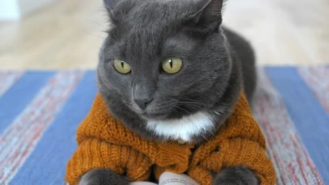 A beautiful gray cat close-up, the cat is dressed in a beautiful cardigan and is Stock Footage 172596750