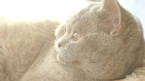 Beautiful gray cat 库存影片 45588094