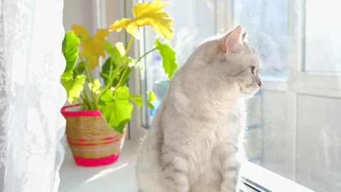 Beautiful gray cat. Gray cat in the sun. British cat. Cute gray cat Stock Footage 232633487