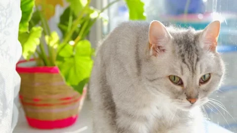 Beautiful gray cat. Gray cat in the sun. British cat. Cute gray cat Stock Footage 234110244