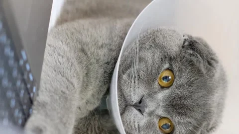 A beautiful gray cat is lying on the bed and looking at the laptop. Pets Stock Footage 250352665