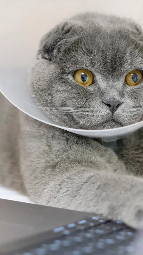 A beautiful gray cat is lying on the bed and looking at the laptop. Pets Video stock 250383076