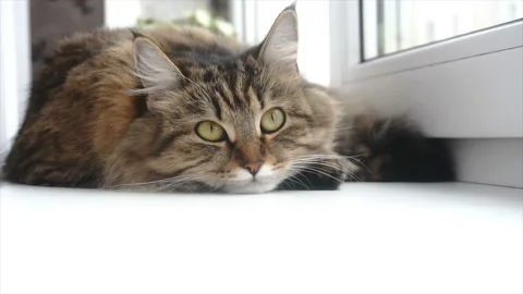 Beautiful gray cat lying on a white windowsill Stock Footage 85592971