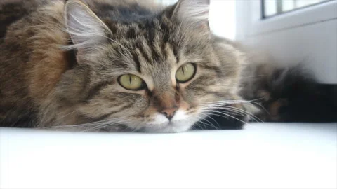 Beautiful gray cat lying on a white windowsill 스톡 동영상 85593443