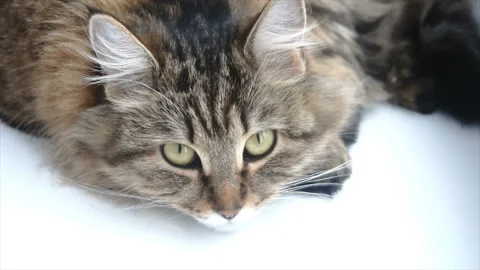 Beautiful gray cat lying on a white windowsill 스톡 동영상 85593700