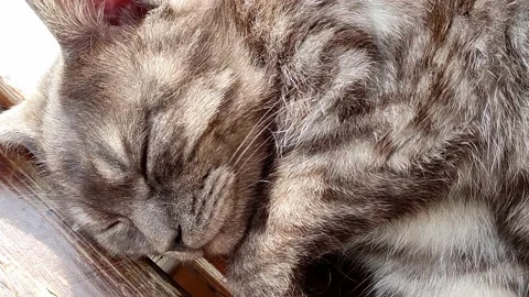Beautiful gray cat napping on the bench Stock Footage 157152739