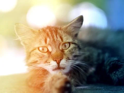 Beautiful gray cat Stock Photos