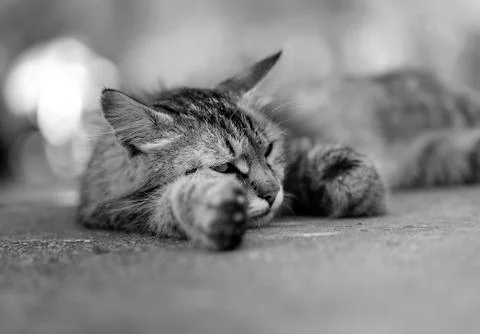 Beautiful gray cat Stock Photos