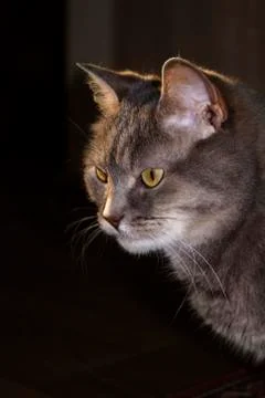 Beautiful gray cat in the rays of the setting sun Stock Photos