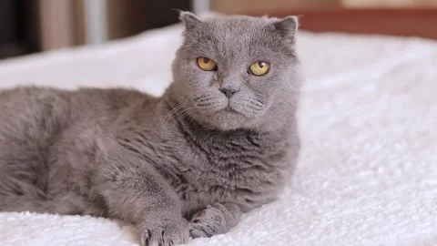 A beautiful gray cat is resting on the bed. British cat close-up Stock Footage 250447125