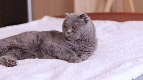 A beautiful gray cat is resting on the bed. British cat close-up Video stock 250599532