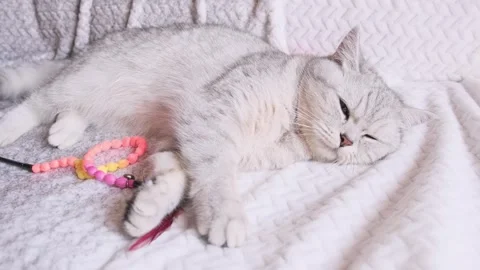 A beautiful gray cat is resting on the bed. Rest, sleep time for the kitten. Stock Footage 291738831