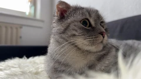 Beautiful gray cat resting Stock Footage 256759829