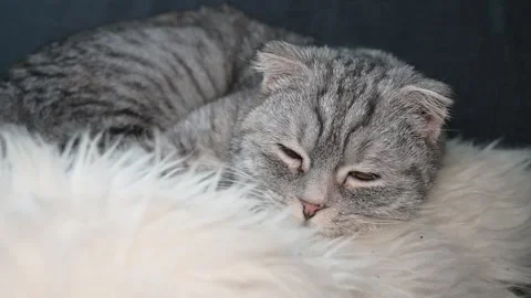Beautiful gray cat resting on the sofa Stock Footage 256762192